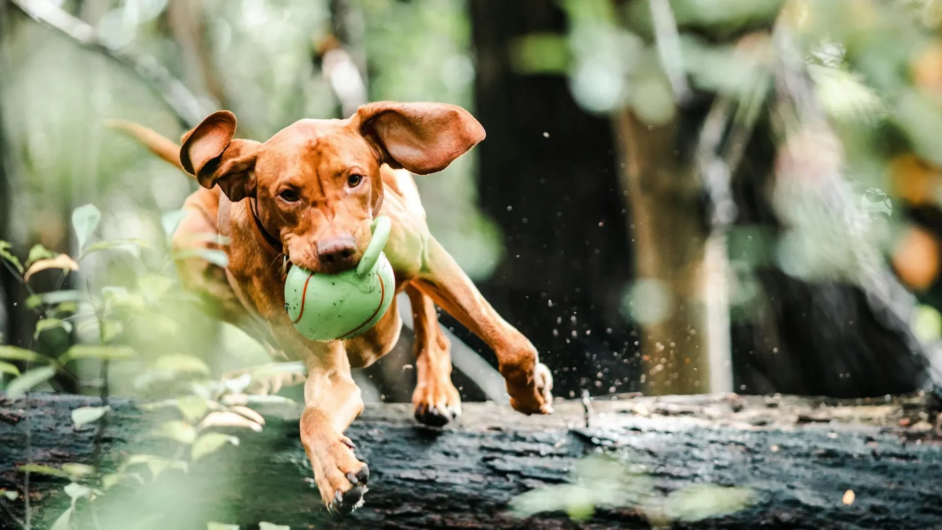 Brun hund leker med ball