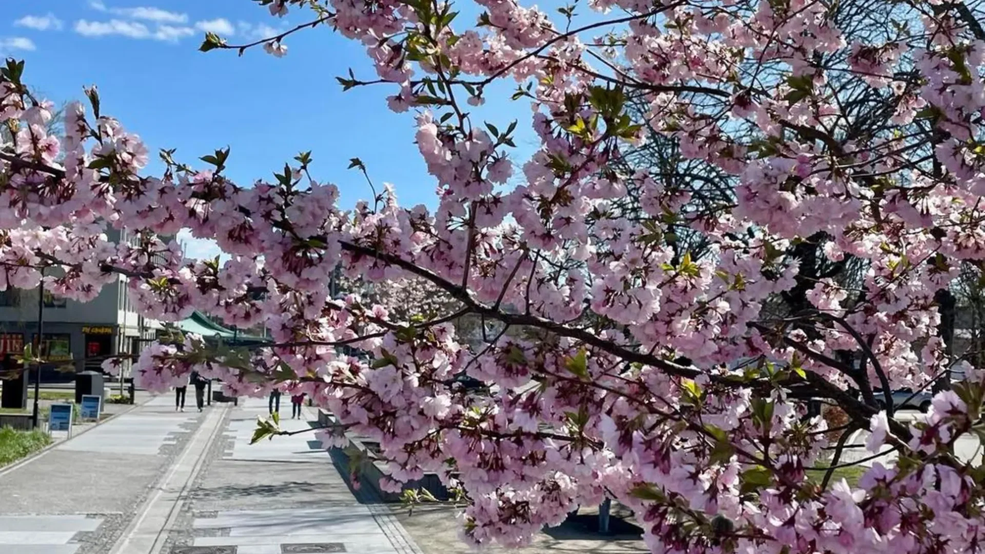 Kirsebærblomstring i Thor Dahls gate
